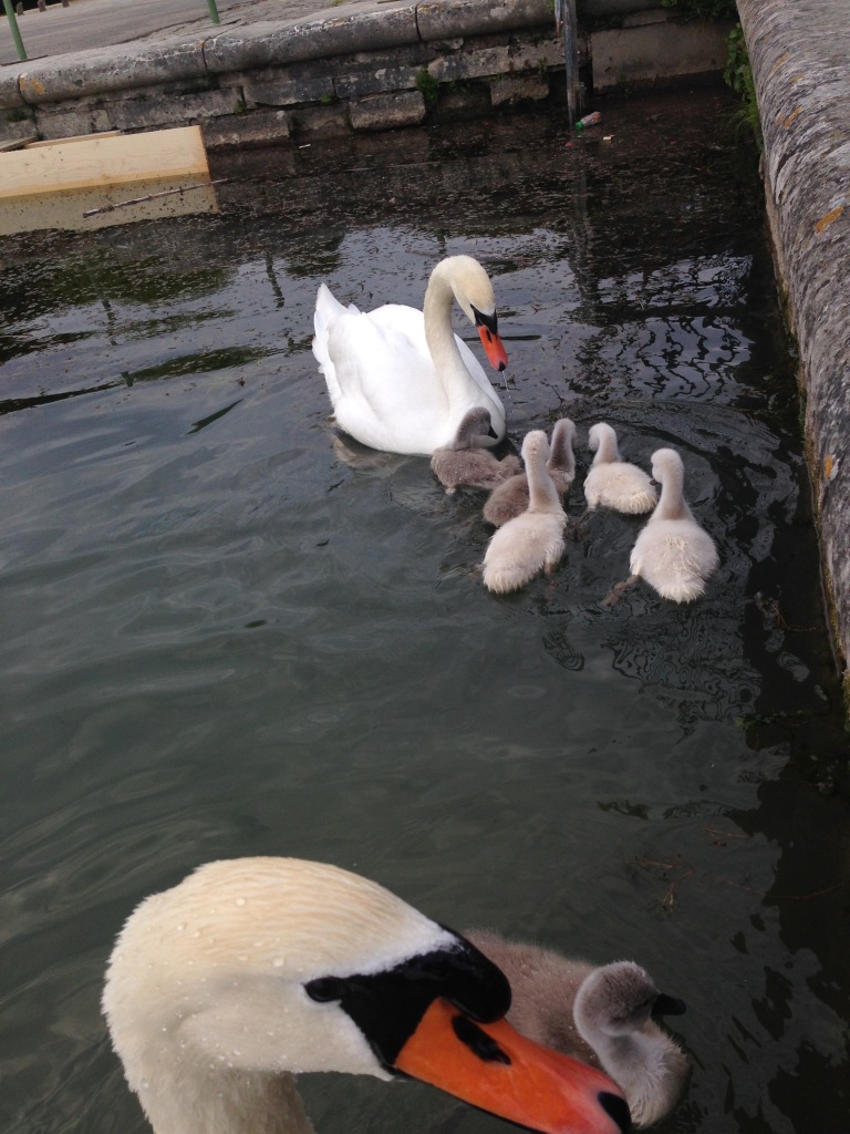 Swans & Babies at Versailles