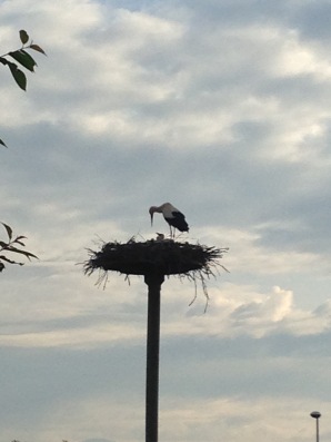 #1 Stork