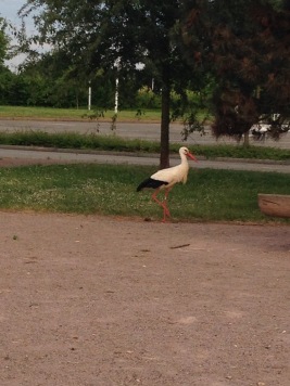 #9 Stork
